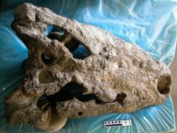 Археологи нашли самого большого доисторического крокодила
